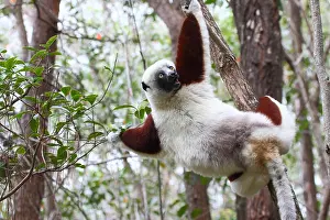 Hung: Coquerels sifaka (Propithecus coquereli) adult