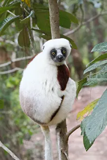 Equatorial: Coquerels sifaka (Propithecus coquereli) adult