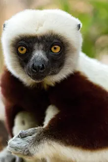 Propithecus: Coquerel's sifakal - Vakona Forest Lodge, Andasibe, Madagasc