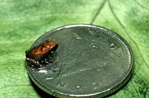 Rico: Coqui