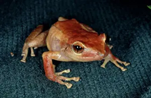 Rico: Coqui