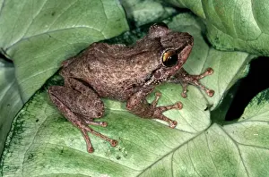 Rico: Coqui