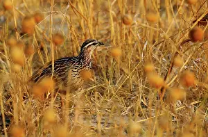 Francolinus: Coqui Francolin