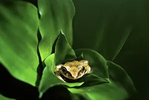 Carribean: Coqui Frog, Puerto Rico