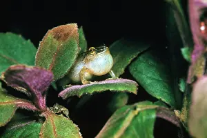 Rico: Coqui
