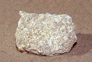 Seashells: Coquina