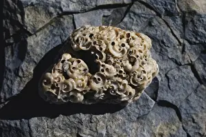 Seashells: Coquina