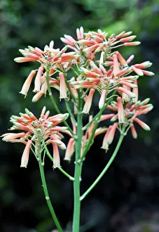 Aloes: Coral Aloe