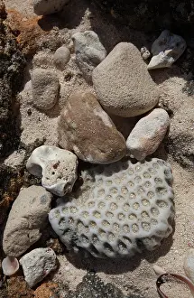 Skeletons: Coral on a Bahamian Beach