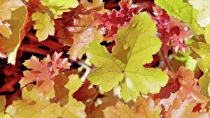 Heuchera: Coral bells