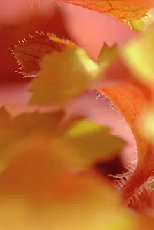 Heuchera: Coral bells