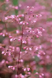 Bells: Coral bells