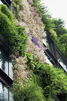 Organized: Coral bells