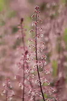 Bells: Coral bells