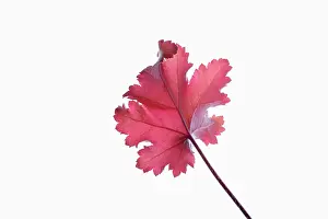 Bells: Coral bells, Heuchera Creme Brulee, Red subject