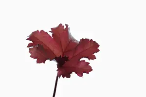 Bells: Coral bells, Heuchera Marmalade, Red subject