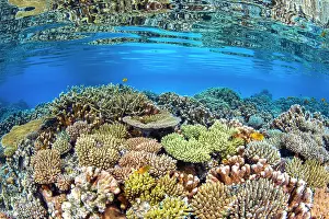 Islets: Coral biodiversity of the North Reef of Mayotte