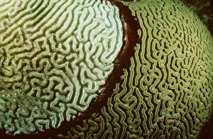 Corals: Coral - Black Band Disease