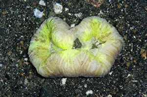 Geoffroyi: Coral