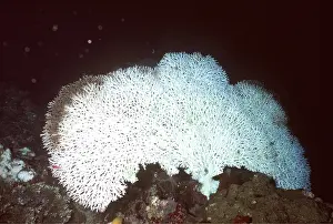 Valerie & Ron Taylor: CORAL bleached / bleaching- caused by climate change