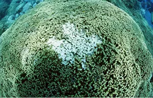 Corals: Coral - bleached/ bleaching causing death of coral
