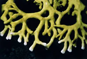 Bleaching: Coral Bleaching