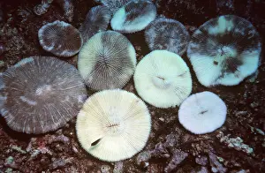 Valerie & Ron Taylor: CORAL - bleaching / bleached causing death of coral