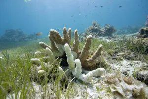 Dwellers: Coral bleaching caused by global warming, leading