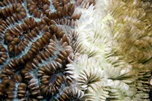 Died: Coral bleaching, dying Stony coral, Indonesia, Southeast