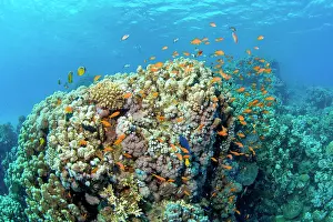 Anthia: Coral block in coral reef with stony corals (Scleractinia)