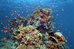 Anthia: Coral block on coral reef, typical, with many different
