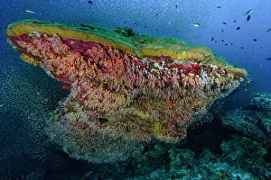Sweeper: Coral block of mountain coral (Porites lutea) is
