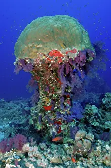 Nuclear: Coral block of stony corals (Scleractinia) in the