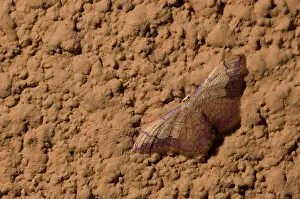 Liguria: The Coral-bordered Wave (Idaea ostrinaria) resting on wall by night, Liguria, Italy