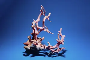 Branching: Coral Branch
