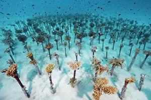 Pipe: Coral breeding of hard corals (Sleractinia) on metal