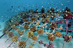Scleractinia: Coral breeding of stony corals (Scleractinia) on