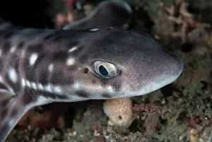 Coral Cat Shark