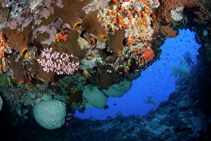 Beacon: Coral in cave
