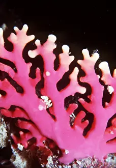 Valerie & Ron Taylor: CORAL CAVE - Hard Stinging