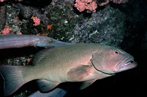 Leopardus: CORAL COD