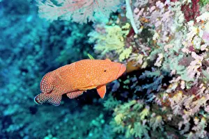 Cephalopholis: Coral cod