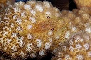 Harpiliopsis: Coral Commensal Shrimp