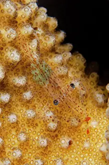 Dash: Coral Commensal Shrimp