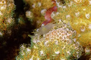 Dash: Coral Commensal Shrimp - camouflaged on Hard Coral