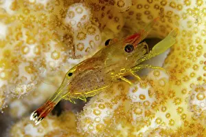 Palaemonoidea: Coral Commensal Shrimp on coral - night dive - Scuba