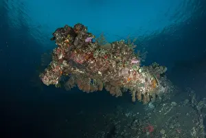 161018: Coral-covered turret - USAT (US Army Transport)