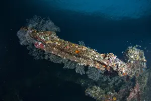 161018: Coral-covered wreck - USAT (US Army Transport) Liberty