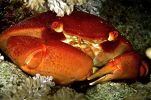 Insularis: Coral Crab