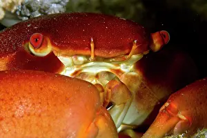 Insularis: Coral Crab